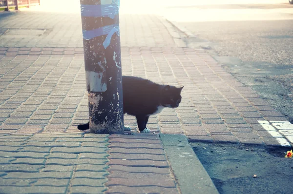 Obdachlose schwarze Katze versteckt sich hinter Laterne — Stockfoto