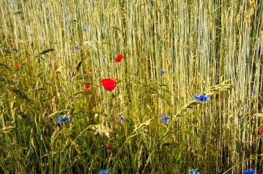 Alanındaki çavdar, kır çiçekleri