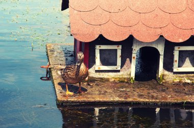 Lovely house for ducks clipart