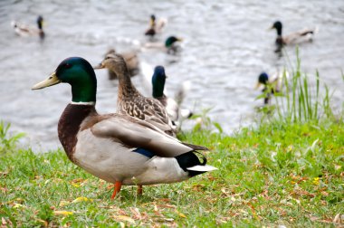 Şehir Parkı içinde ördekler