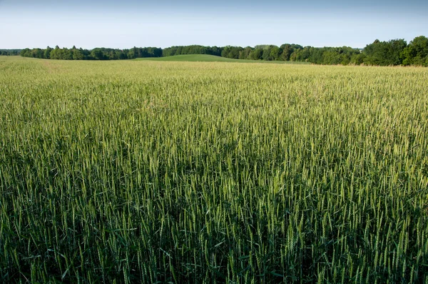 Genç buğday kulak ve mavi gökyüzü