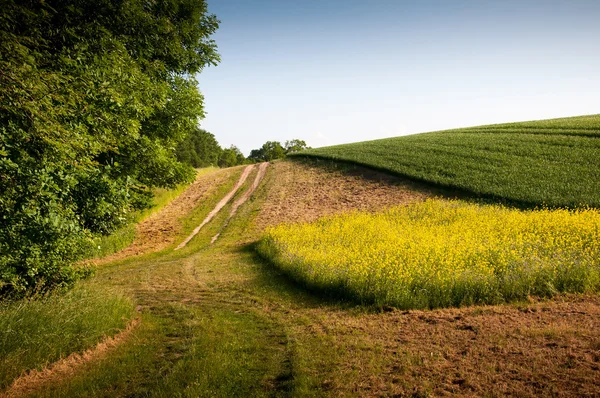 Belos campos de grãos perto da estrada rural e árvores — Fotografia de Stock