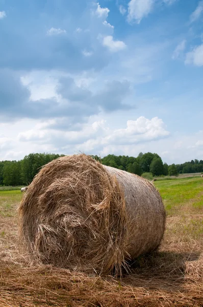 Balla in campagna — Foto Stock