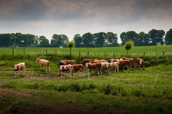 Krowy pasące się na pastwiskach — Zdjęcie stockowe