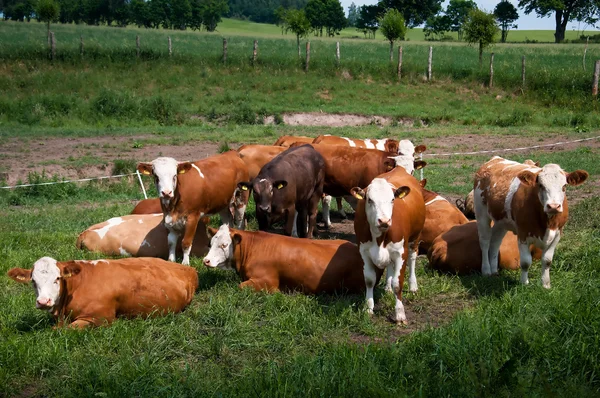 A legelőn, legelő tehenek — Stock Fotó