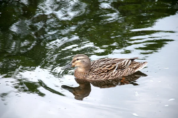 Duck swimming in city park river — Stock Photo, Image