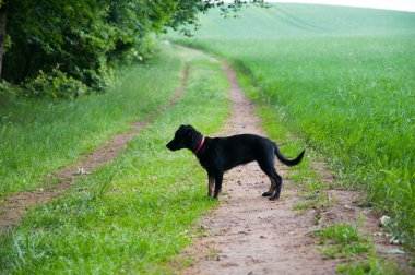 Küçük siyah köpek yürüyüş