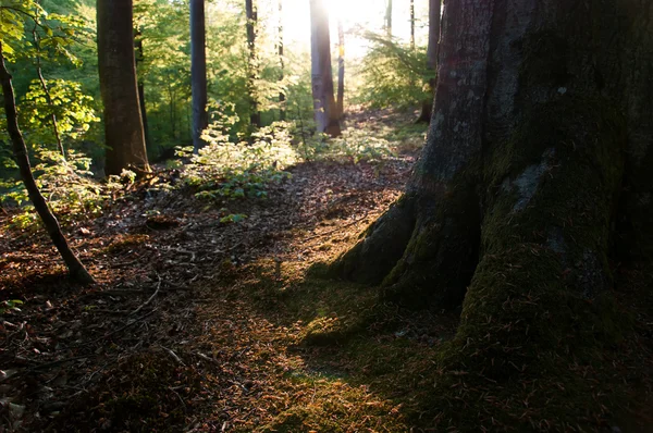 Belle forêt caduque verte — Photo