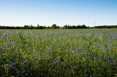 Peygamber bahar alan