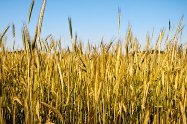 Yaz alanında çavdar