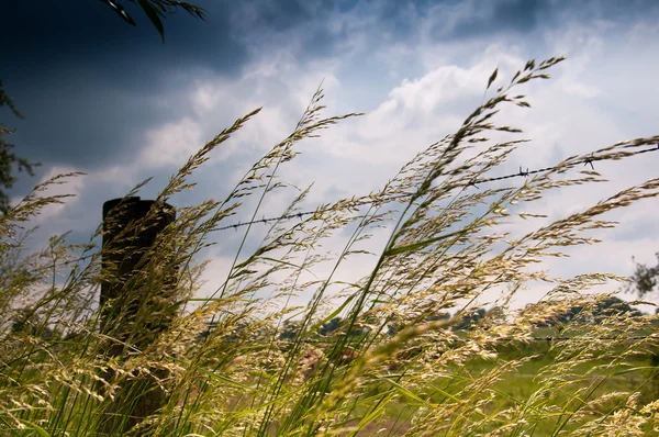 Trockenes Gras auf der Wiese bei trübem Wetter — Stockfoto