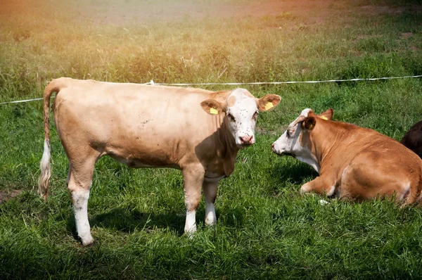 Vacas pastando en un pasto — Foto de Stock