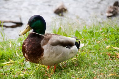 Şehir Parkı içinde ördekler
