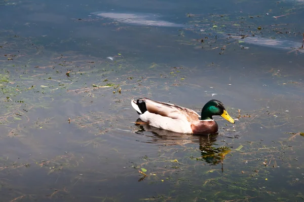 Duck in city park — Stock Photo, Image