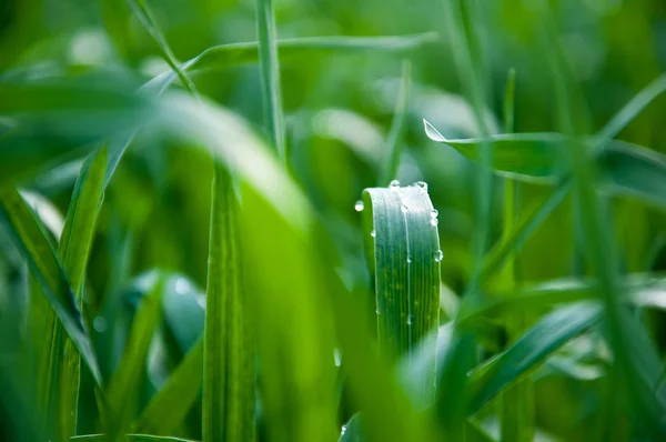 Uzun yeşil çim arka plan — Stok fotoğraf