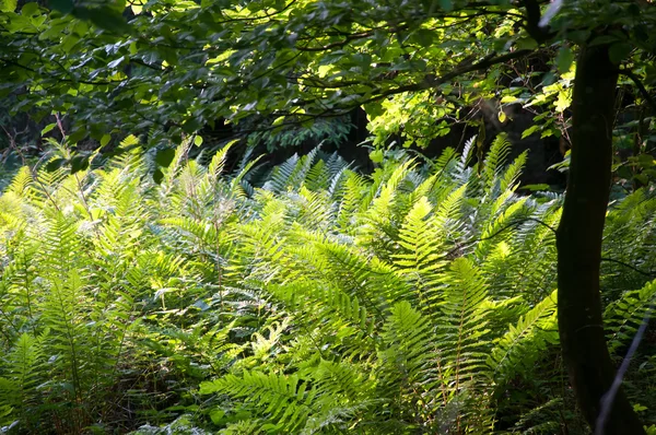 Feuilles fraîches de fougère verte dans la forêt — Photo