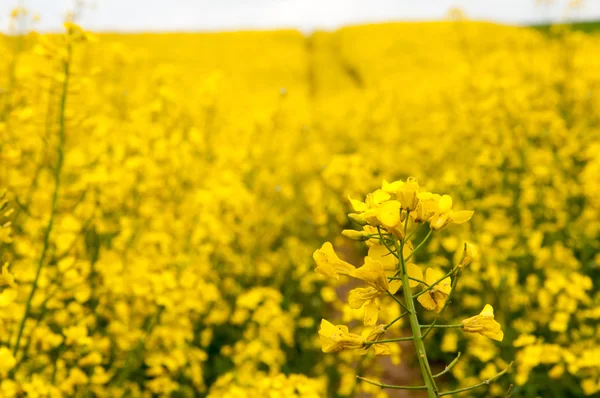 Field of rapeseed against sky — Stock Photo, Image