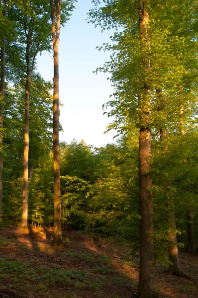 Prachtige groene bladverliezende wouden — Stockfoto