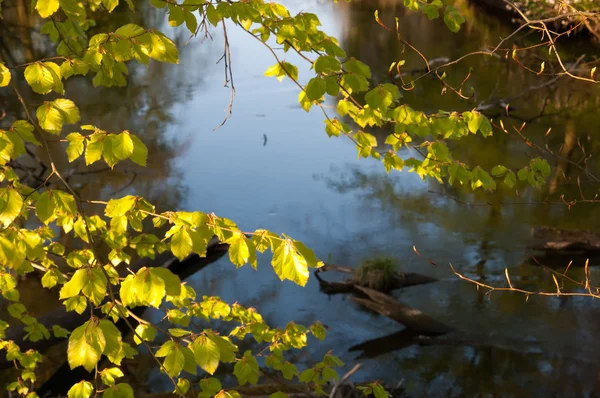 Floresta de rio e primavera — Fotografia de Stock