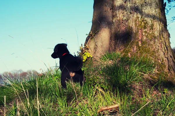 Pequeno cão preto na caminhada — Fotografia de Stock
