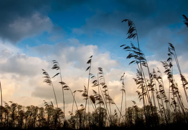 Vorfrühling am See mit trockenem Schilf bei trübem Wetter — Stockfoto