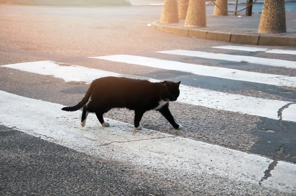 Homeless black cat crossing the street — Stock Photo, Image