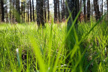 Arkaplan olarak yeşil çimen