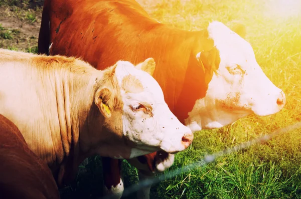 Vacas que pastam em um pasto — Fotografia de Stock