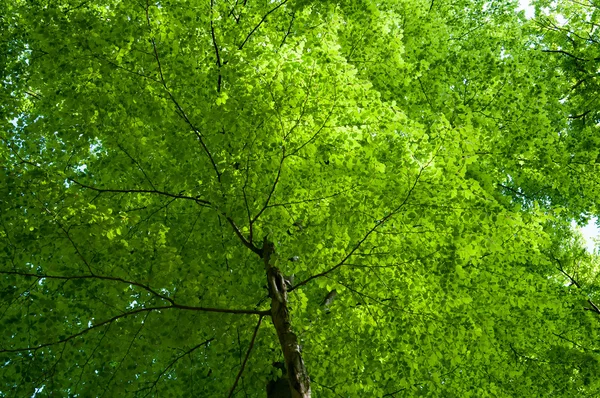 Bladverliezende boom gezien vanaf de onderkant — Stockfoto