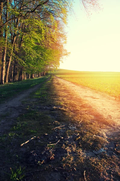 Camino de campo a través de los campos y árboles —  Fotos de Stock