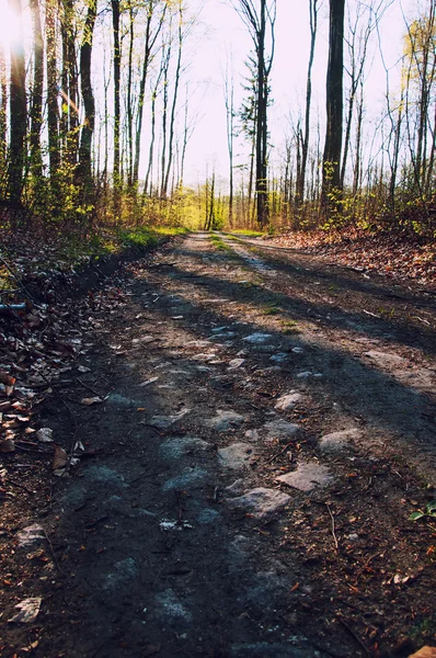Camino de piedra en el bosque — Foto de Stock
