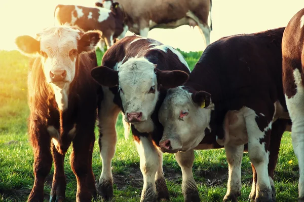 Vacas pastando em um lindo pasto verde — Fotografia de Stock