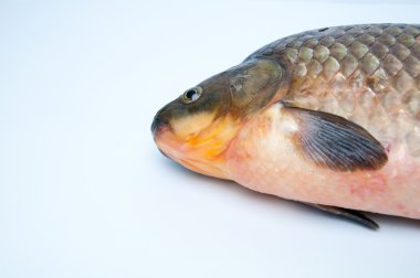 Beyaz izole büyük Prusya sazan