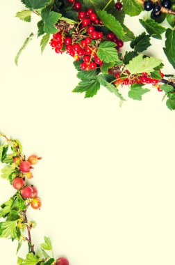 Beyaz zemin üzerine kırmızı kuş üzümü. Boşaltmak