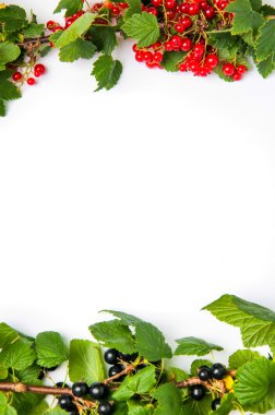 Beyaz bir arka plan üzerinde kırmızı ve Siyah frenk üzümü. Boşaltmak