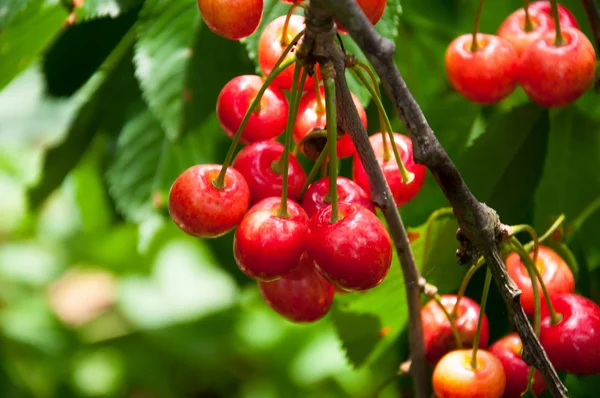 Red cherries on a tree branch — Stock Photo, Image