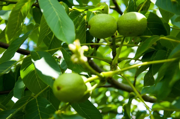 Walnut tree branches in garden — Stock Photo, Image