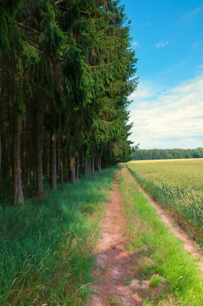 Estrada rural arenosa através dos campos e árvores — Fotografia de Stock