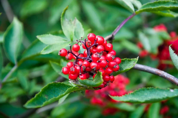 Kırmızı chokeberry Şubesi