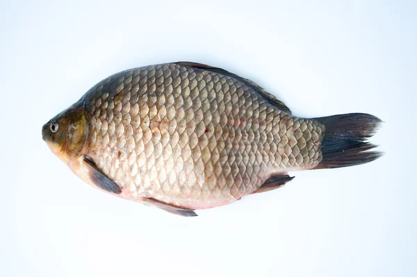 Grande carpa prussiana isolata su bianco — Foto Stock