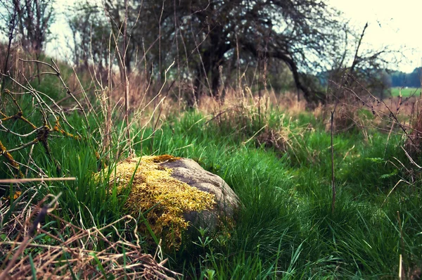Stein mit grünem Moos im Wald überwuchert — Stockfoto