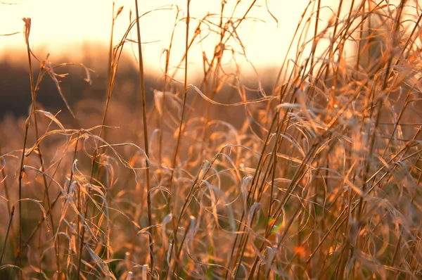 Trockenes Gras auf der Wiese bei trübem Wetter — Stockfoto