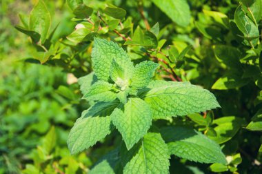 Melisa bahçede detay