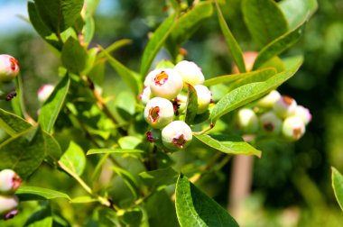 Aşı mersinleri çalılıklarda genç yabanmersinleri