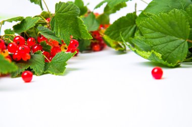 Beyaz bir arka plan üzerinde kırmızı ve Siyah frenk üzümü. Boşaltmak