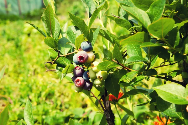 Vaccinium myrtillus young bilberry on bush — Stock Photo, Image