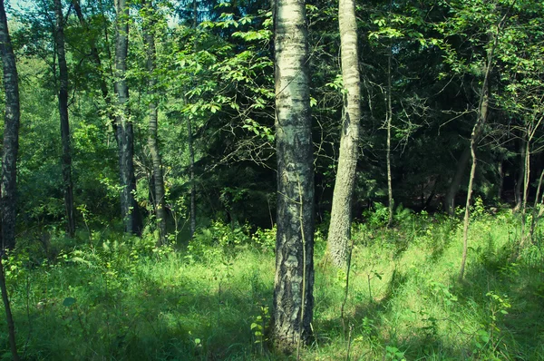 Schöner grüner Laubwald — Stockfoto