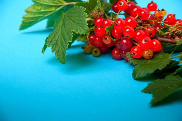 Groseille rouge sur fond bleu. Espace de copie — Photo