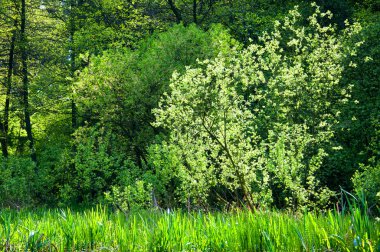 Beyaz çiçekli ağaç orman kenarında