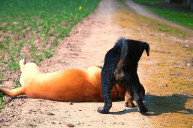 Oynayan iki küçük köpek